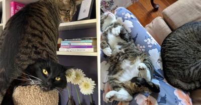 26 Times Hysterical Cats Proved Cats Only Get Naughtier The More Of Them You Have