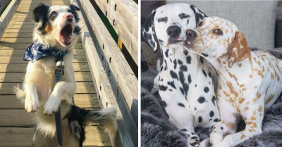 50 Seriously Adorable Dogs You Can't Help But Love With Your Whole Heart