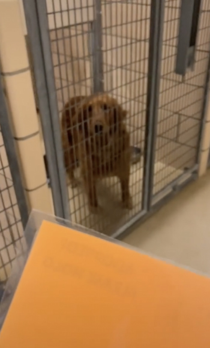 Here is Starlight, the golden retriever!