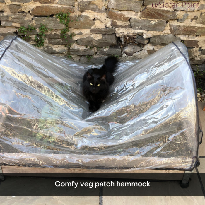29. Far be it from any of us humans to tell a cat whether or not something is comfortable.
