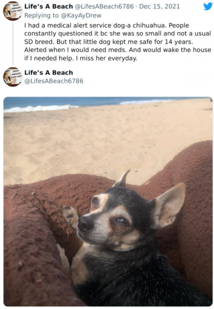 #5 “Small dog, big heart.”