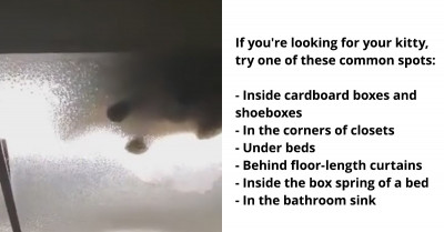 Woman Couldn’t Find Her Cat Until She Looked Up and Found It in the Ceiling