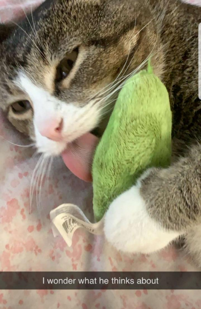 2. Pretty sure this cat thinks about absolutely nothing.
