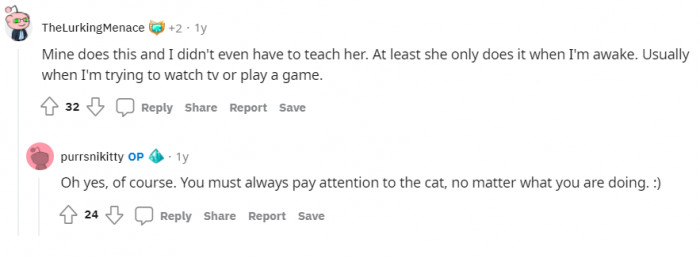 Always pay attention to your cat.