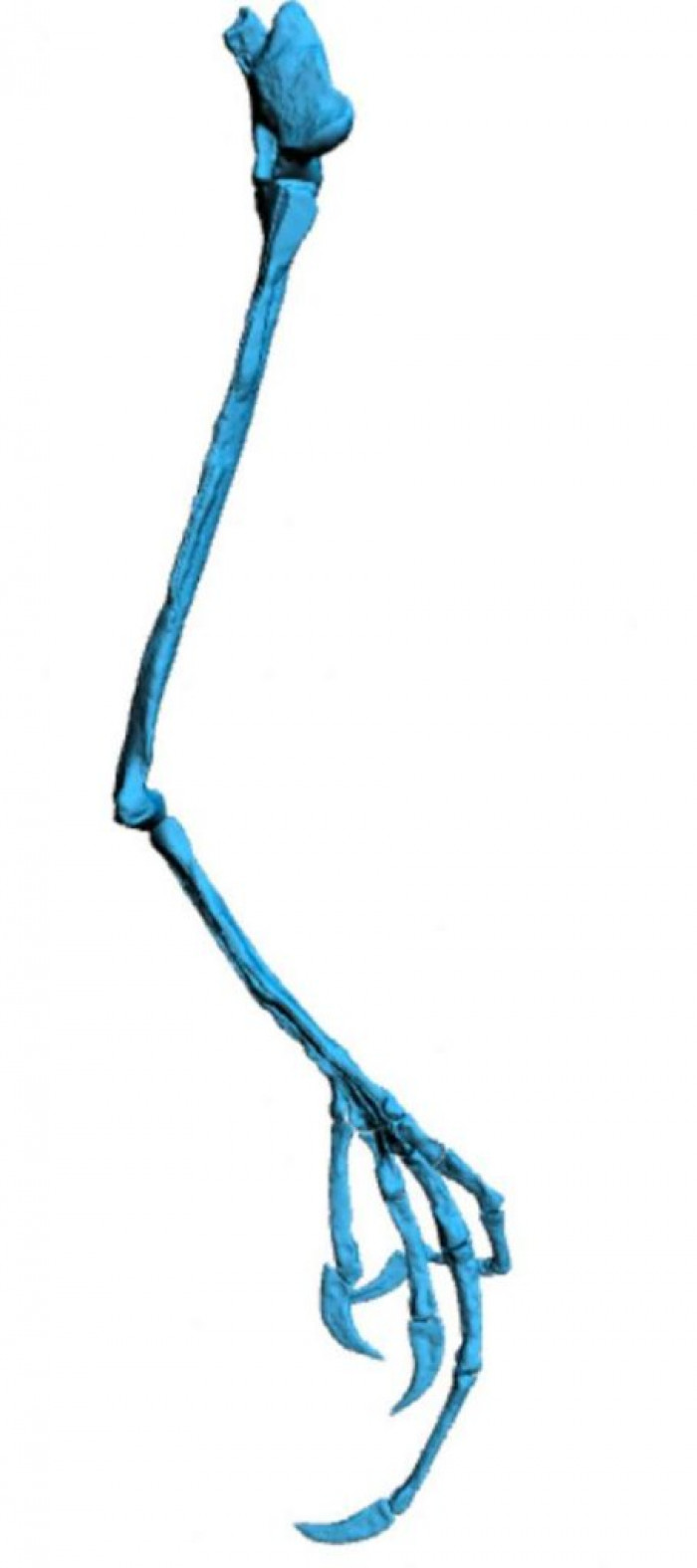 A reconstruction of the long-toed bird’s unusual limb.