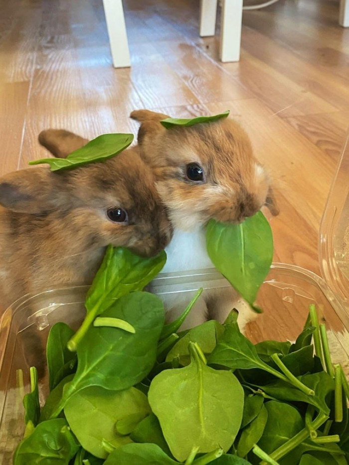 13. These bunnies are surely enjoying their meals