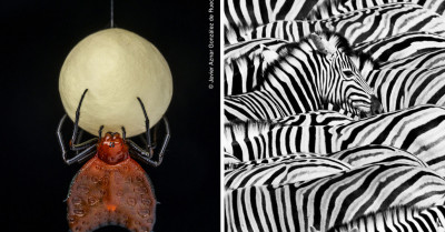 See The 25 Stunning Animal Pictures From Wildlife Photographer Of The Year's People's Choice Award Nominees