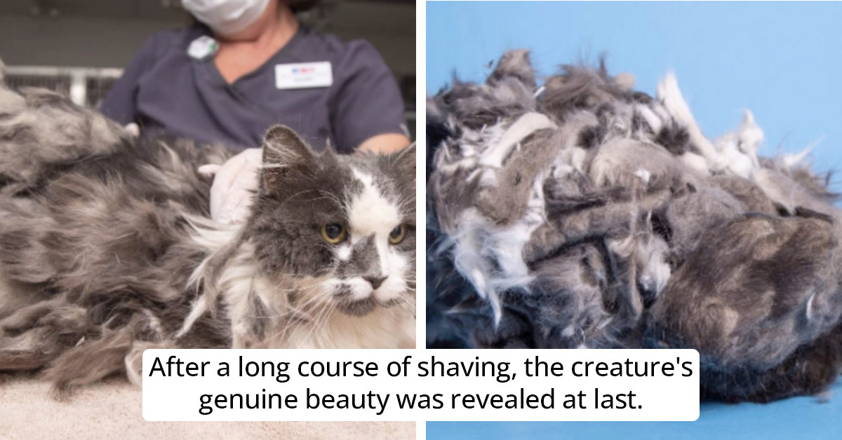 Vet Shaved Off 2 Pounds Of Matted Hair Off An Animal And A Genuinely Cute Cat Was Revealed