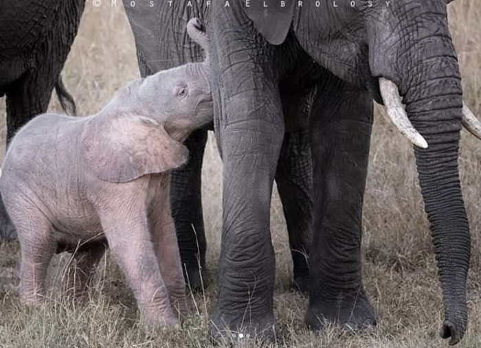 Here's a close up of this rare pink elephant nuzzling against an adult elephant