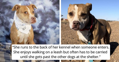 Sweet And Cuddly Dog Has Been Waiting To Find A Home For The Last 7 Years