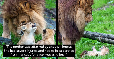 Lion Dad Struggles to Take Care of His Five Cubs While the Lion Mom Is Recovering