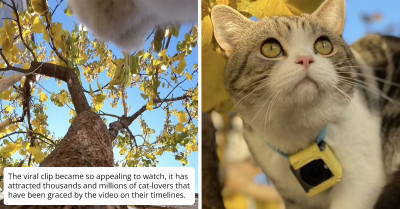 Cat Cam Footage Perfectly Captures What It Is Like To Be A Cat For A Day