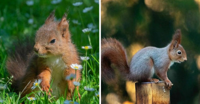 Wildlife Photographer Captures Incredible Pictures Of Squirrels