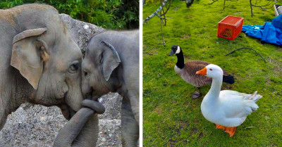 18 Cute Animal Pics That Can Literally Improve Your Mood
