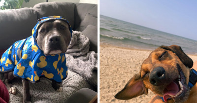 30 Dogspotting Members Share Funny and Epic Photos of Their Dogs, and Looking at Them Is Just Pure Joy