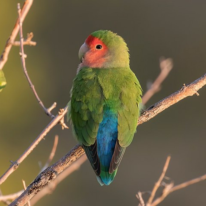 Their personalities and intelligence can be liked to those of parrots, as well as their appearance.