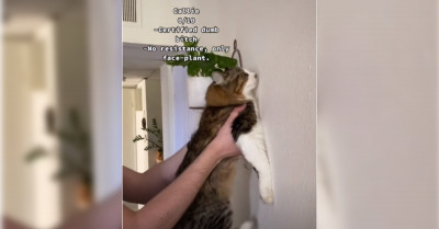 Owners Put Their Cats to the Test on TikTok, and the Results Are Adorable and Entertaining