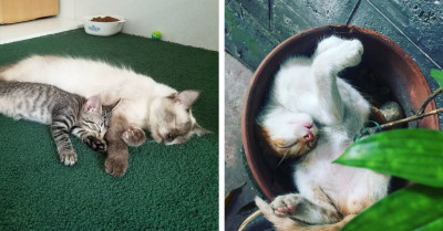 These 21 Pics Of Sleepy Animals Are Exactly What You Need To Make Your Day More Enjoyable