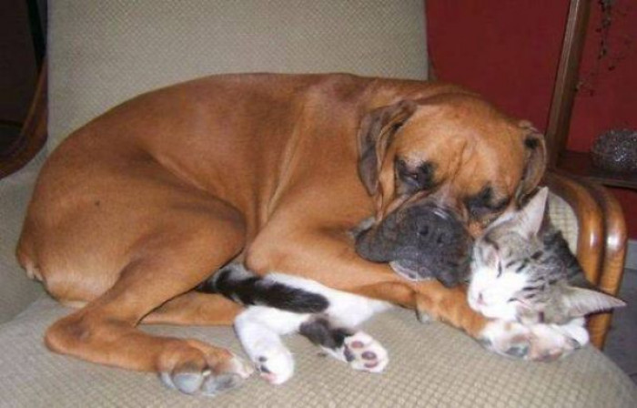 22. Come here, you fluffy snuggle buddy