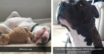 Pitbull Pup Pictures Helping Pawsitively Transform The Dog Breed's Reputation