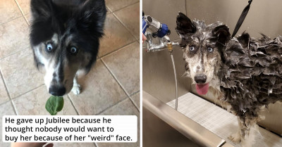 Quirky Husky Given Up By Previous Owner Because Of Her Unique Look Becomes Internet Famous And Finds A New Family