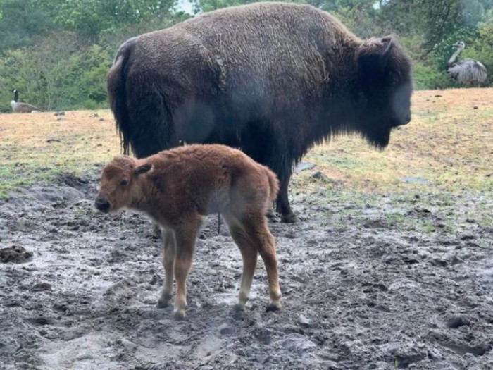 21. The bison just had babies, and this little guy is four hours old here
