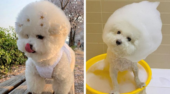 1. One wouldn't know that this beautiful, majestic doggie would be so thin while having a bath