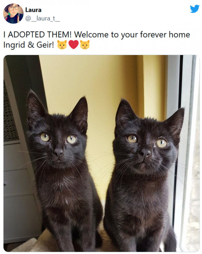15. These beautiful black cat siblings finally got taken to their forever home!