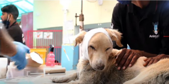 They had to cover the wounds with gauze and wait 24 hours until they could remove the maggots one by one.
