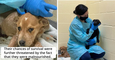 After Rescuing 7 Adorable Puppies, the Supposedly Happy Moment Turned into a Battle to Save Their Lives When They All Tested Positive for a Deadly Virus