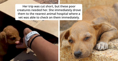 Woman On A Solo Trip Finds A Box Of Puppies In A Desert