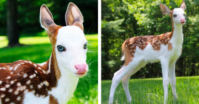 Unique Baby Deer With Piebald Offered A Rare Glance At The Beauty Of Nature's Oddities