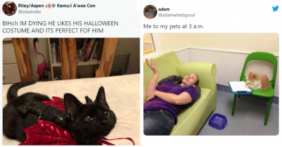 20+ Hilarious And Cute Animal Tweets That Will Make You Smile All Day Long