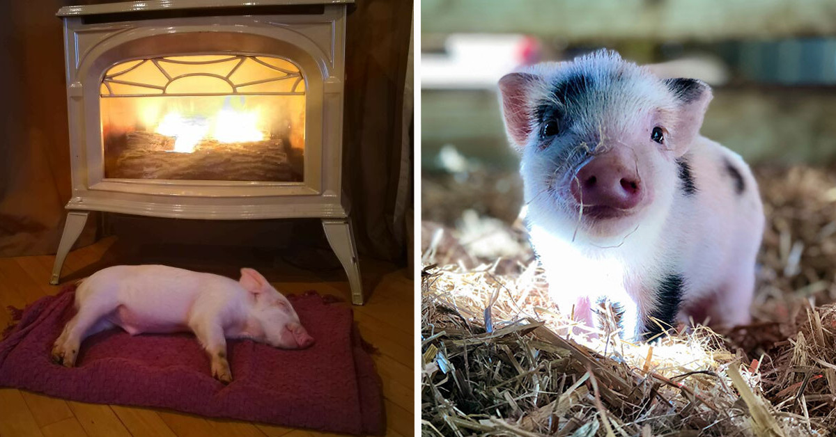 40 Photos Of Adorable Pigs For Your Daily Dose Of Serotonin