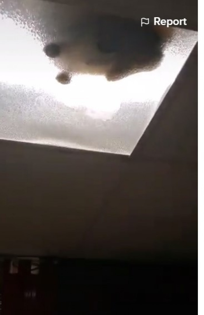 Soup’s owner realized she couldn't find him even though she had looked everywhere, except up