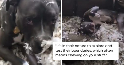 Dogs Often Give That Guilty Look When They Do Something Naughty, But One Particular Pup Did Something Unexpected