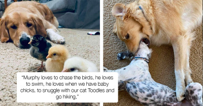 Golden Retriever Has A Funny Way Of Making His Little Brother Behave