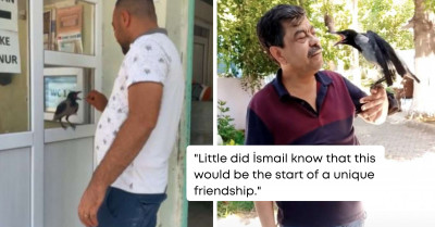 After A Man Saved A Crow's Life, The Bird Decided To Show Gratitude By Doing His Job For Him