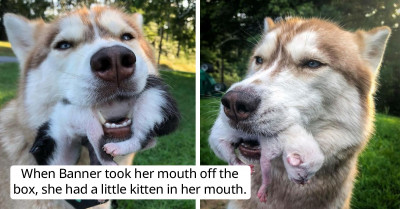 Therapy Dog Finds, Rescues, And Becomes New Mom To Kittens That Had Been Left To Die In The Woods