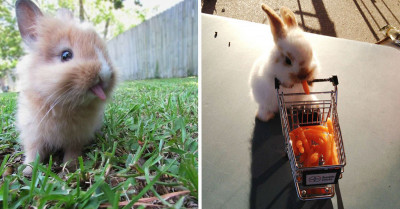50 Unquestionably Cute Bunnies