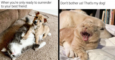 13 Pictures Show Us That Cats And Dogs Can Drop The Stereotypes By Becoming The Best Of Friends