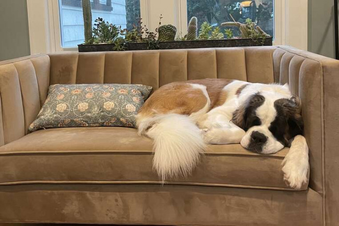 A chicken stands beside cats Luna and Zeke, indoors or on a porch.