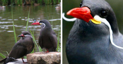Native Bird That Looks Like Salvador Dali Is Strikingly Beautiful