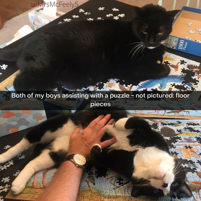 7. Puzzles and cats don't go together well at all.