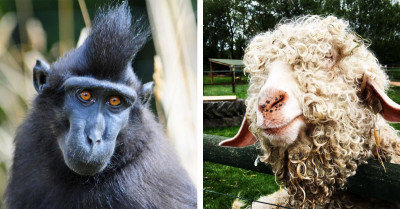 13 Animals Wearing Wacky Hairstyles That Will Make Your Day Brighten With Laughter