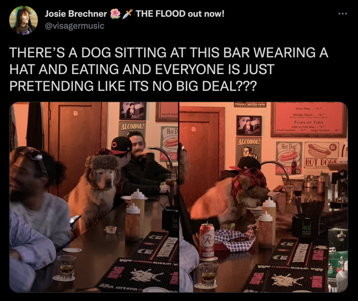 11. Where is this bar and what time is the dog usually there?