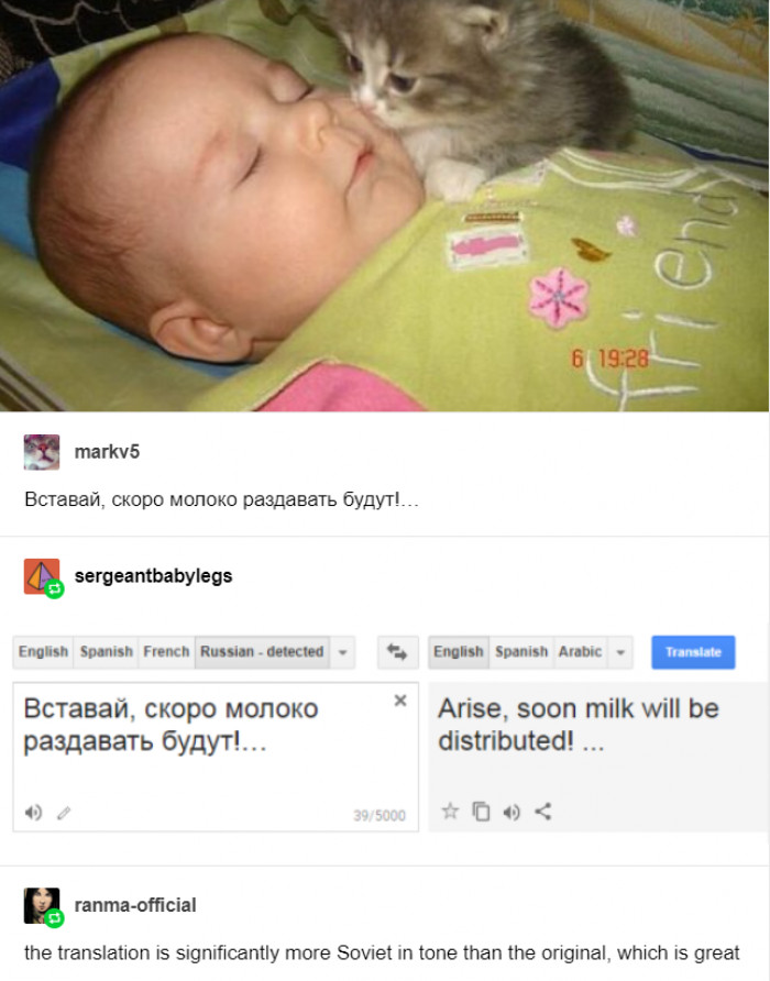 Cat gazes intensely, as if feeling planted seeds in its soul