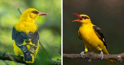 Introducing the Indian Golden Oriole, A Dazzlingly Yellow Bird With A Beautiful Black Accent Which Looks Like Eyeliner