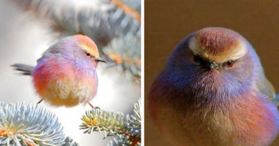 This Rainbow-Colored Bird Will Magically Fill Your Heart With Its Cuteness