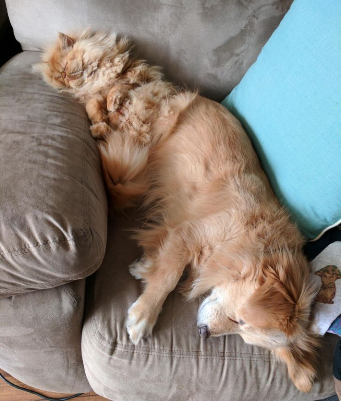 17. Pets that nap together are the cutest things ever.